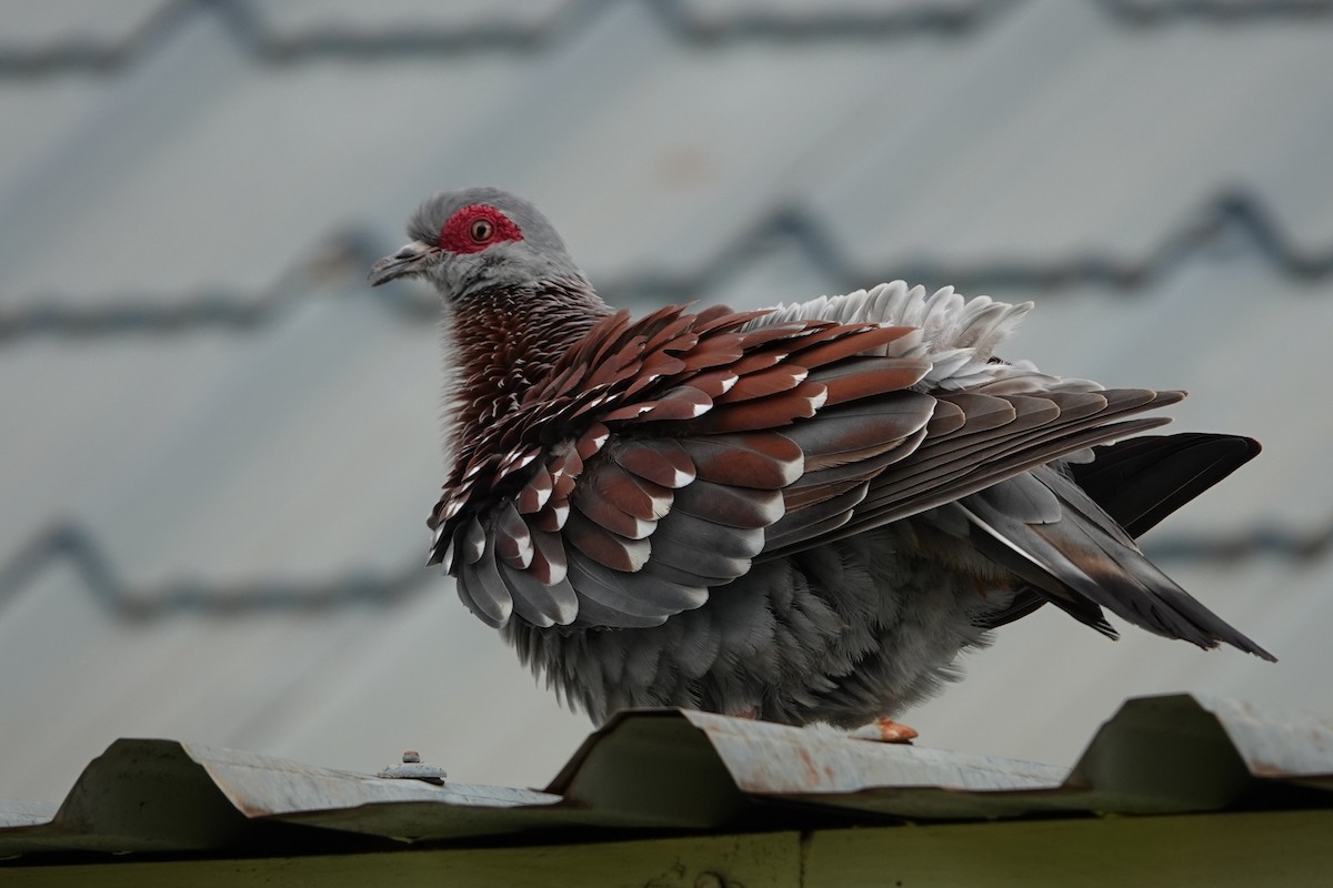 Speckled Pigeon - ML617652662