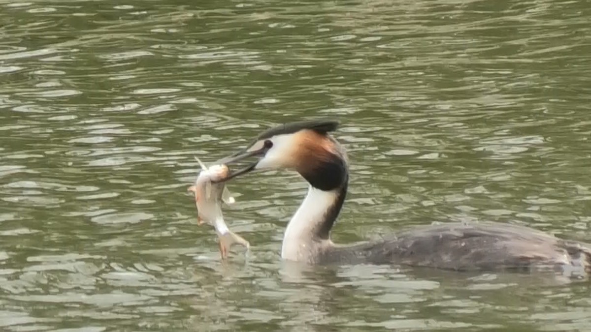 Great Crested Grebe - Christopher Bourne