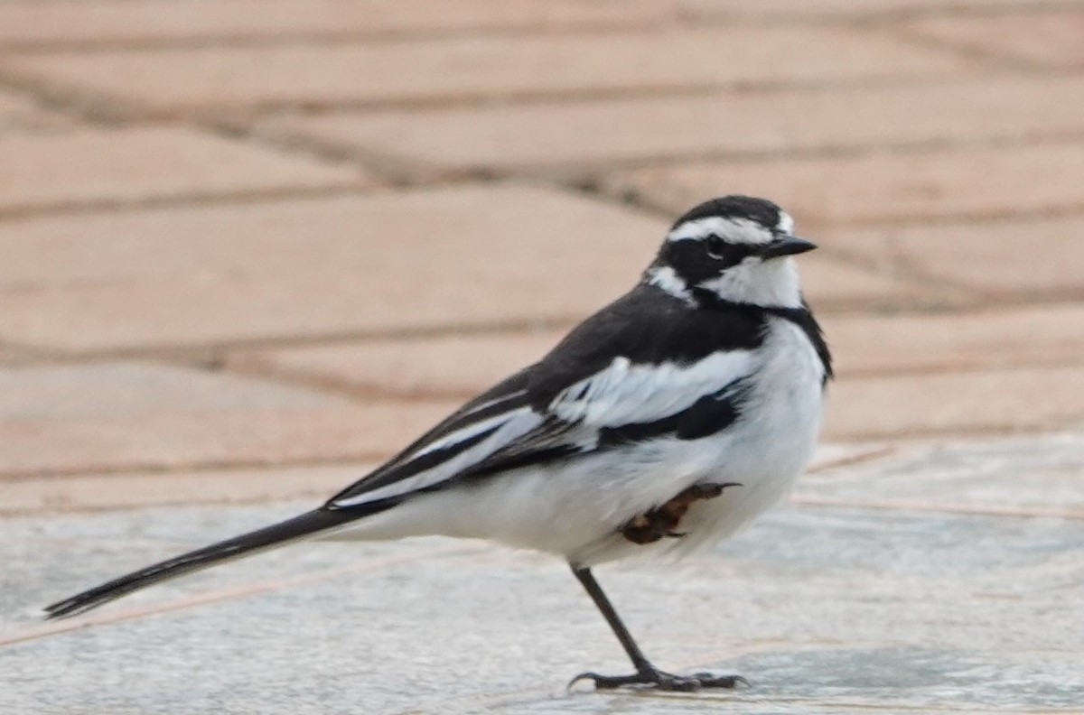 African Pied Wagtail - ML617652675