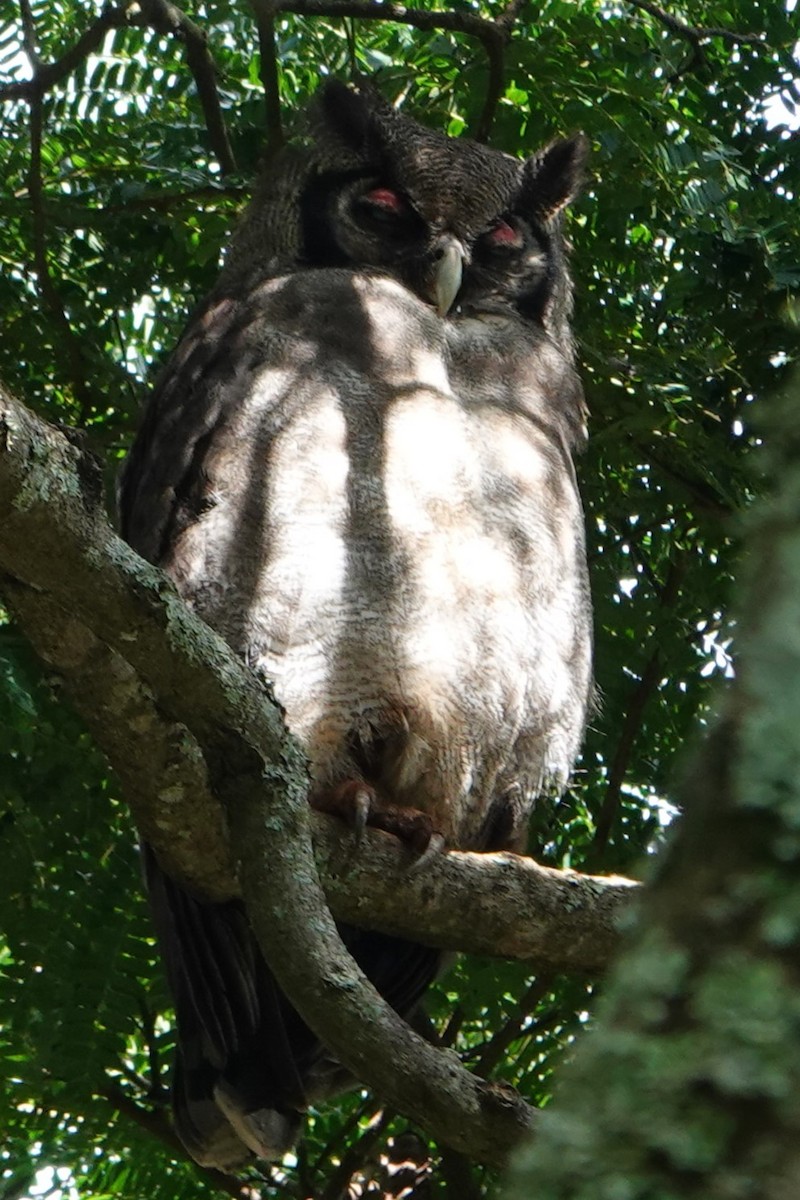 Verreaux's Eagle-Owl - ML617652708