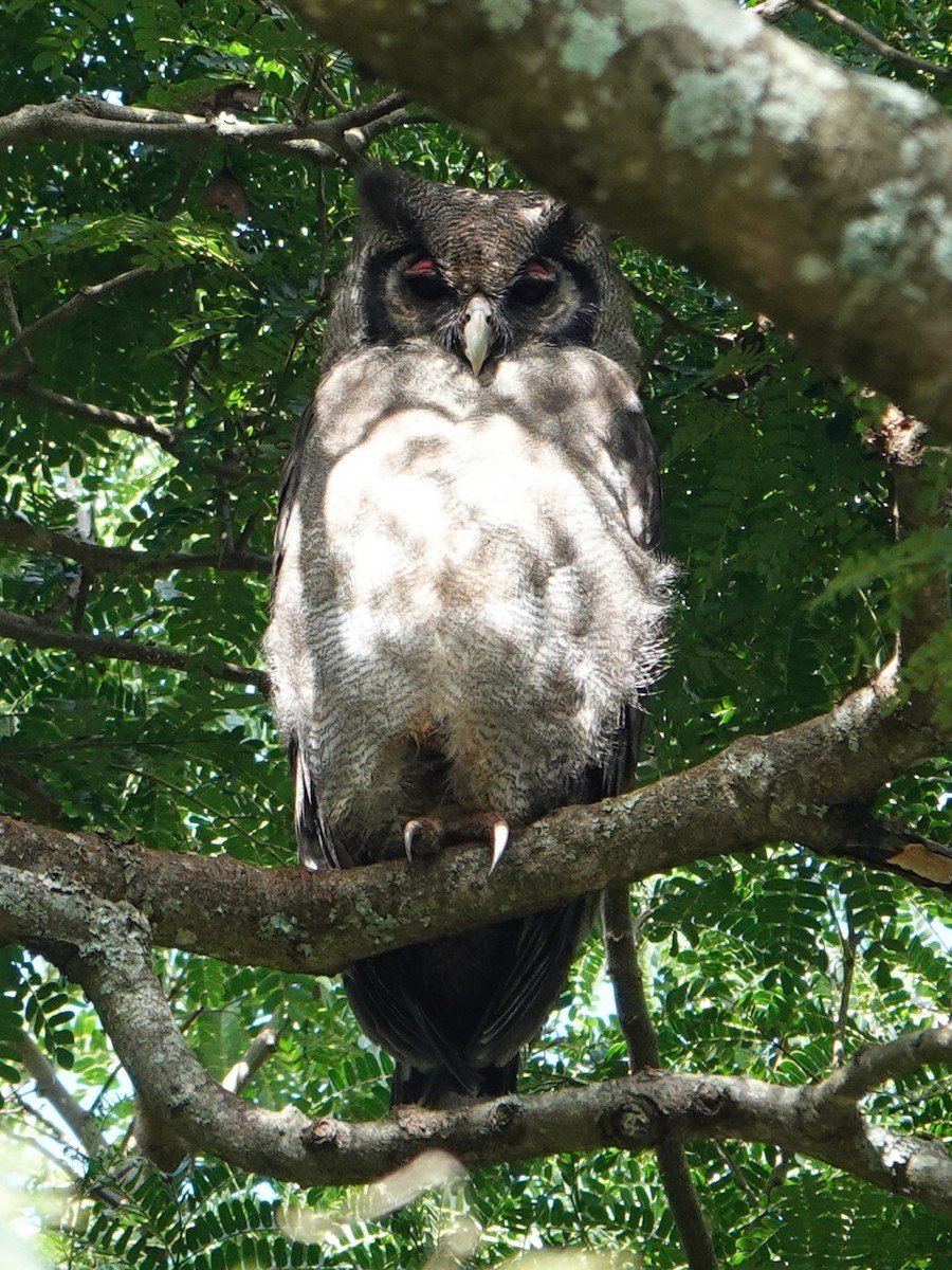 Verreaux's Eagle-Owl - ML617652710