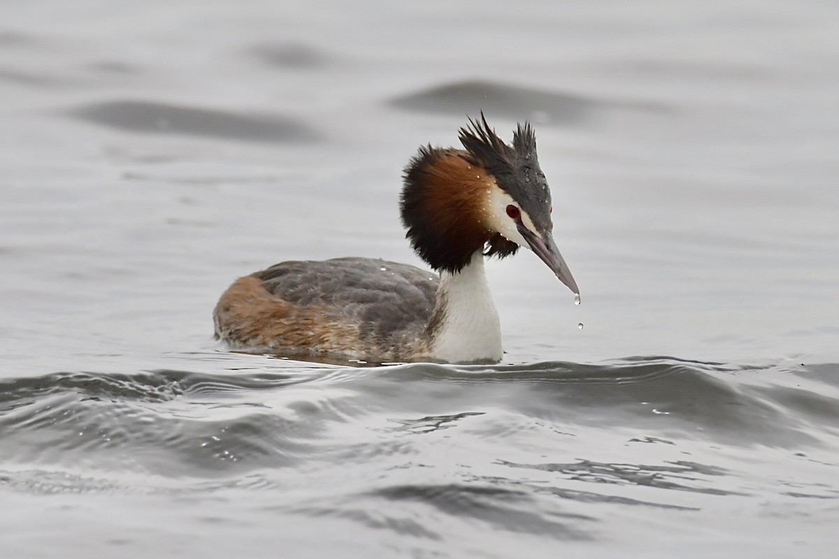 Great Crested Grebe - ML617652713