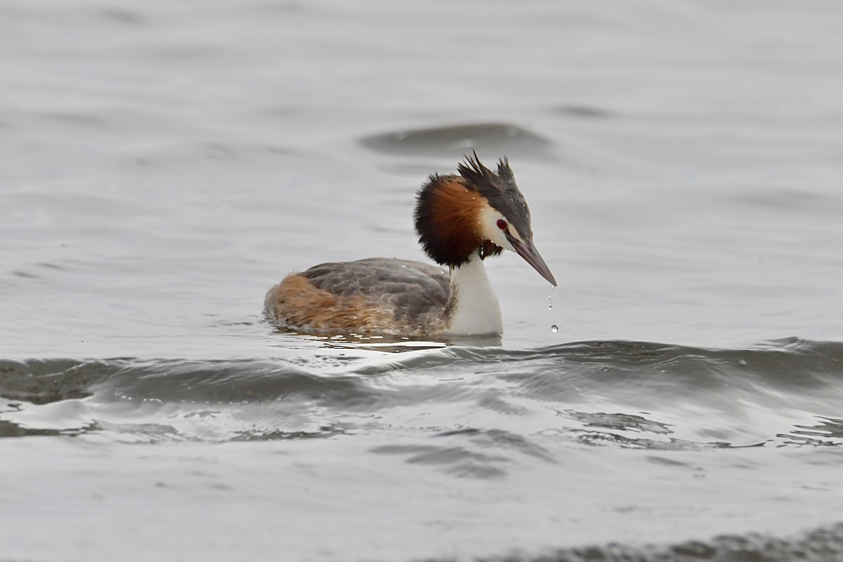 Great Crested Grebe - ML617652714