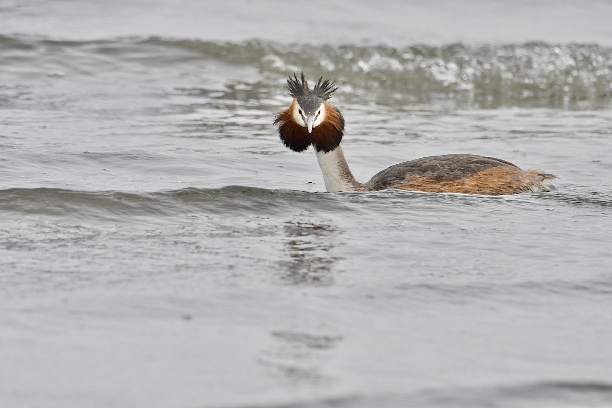 Great Crested Grebe - ML617652715