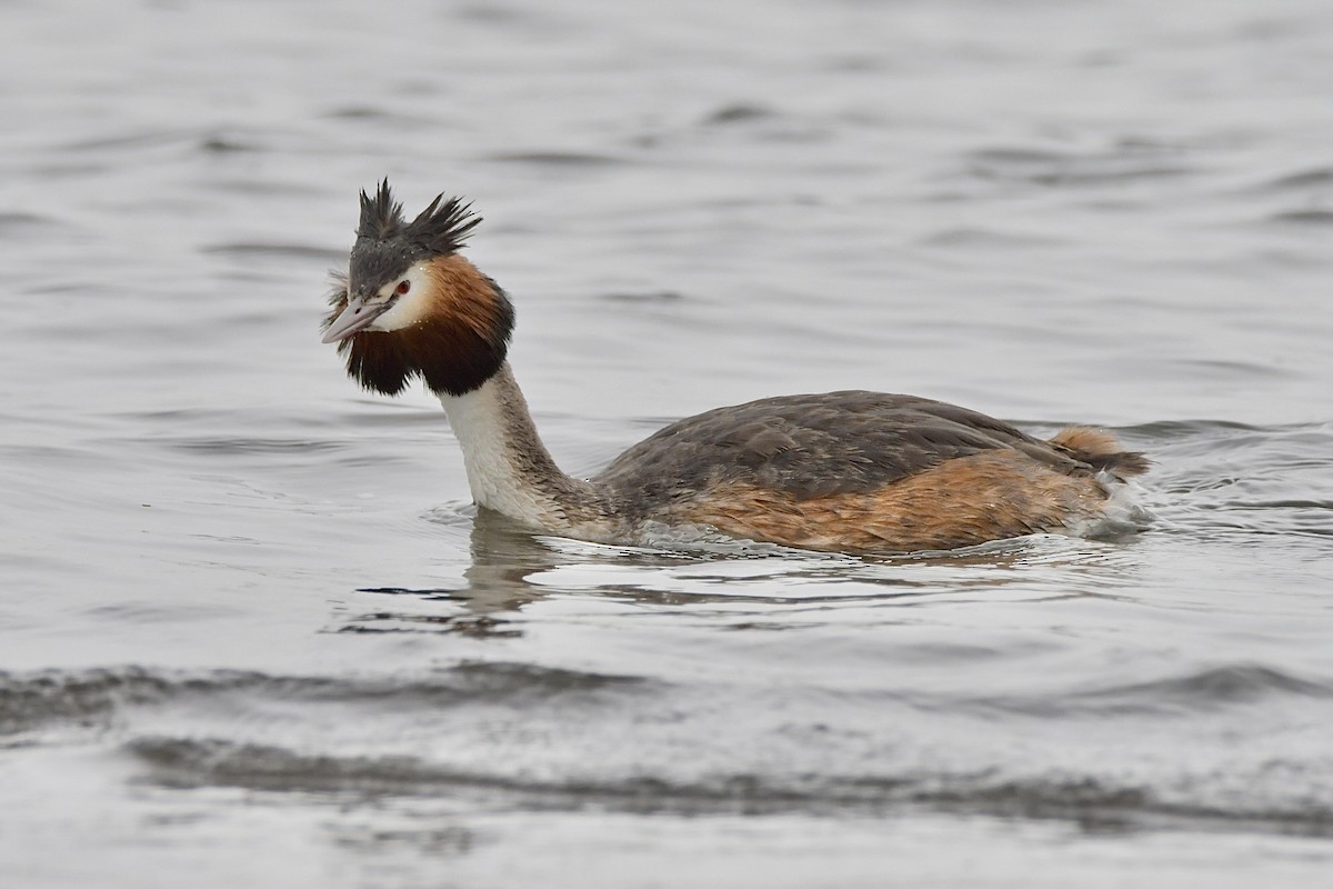 Great Crested Grebe - ML617652716
