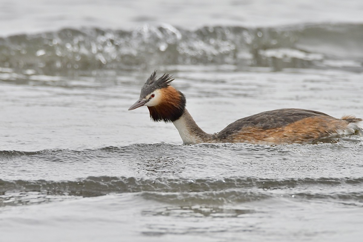 Great Crested Grebe - ML617652717