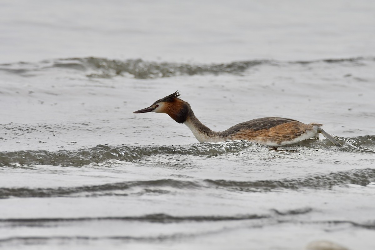 Great Crested Grebe - ML617652718