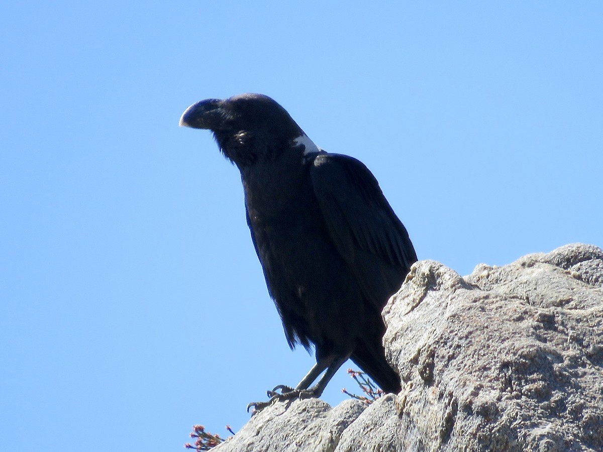 White-necked Raven - ML617652744