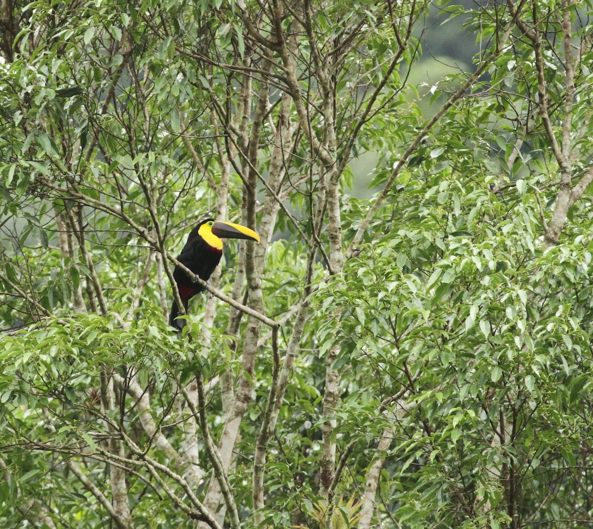 Yellow-throated Toucan (Chestnut-mandibled) - ML617652799