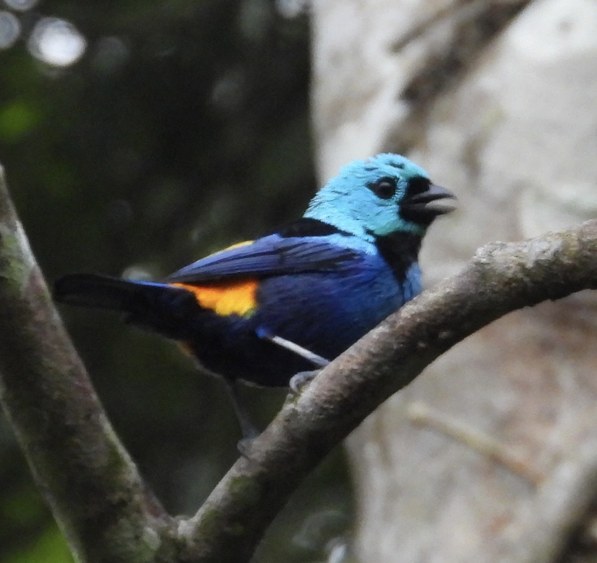 Seven-colored Tanager - ML617652802