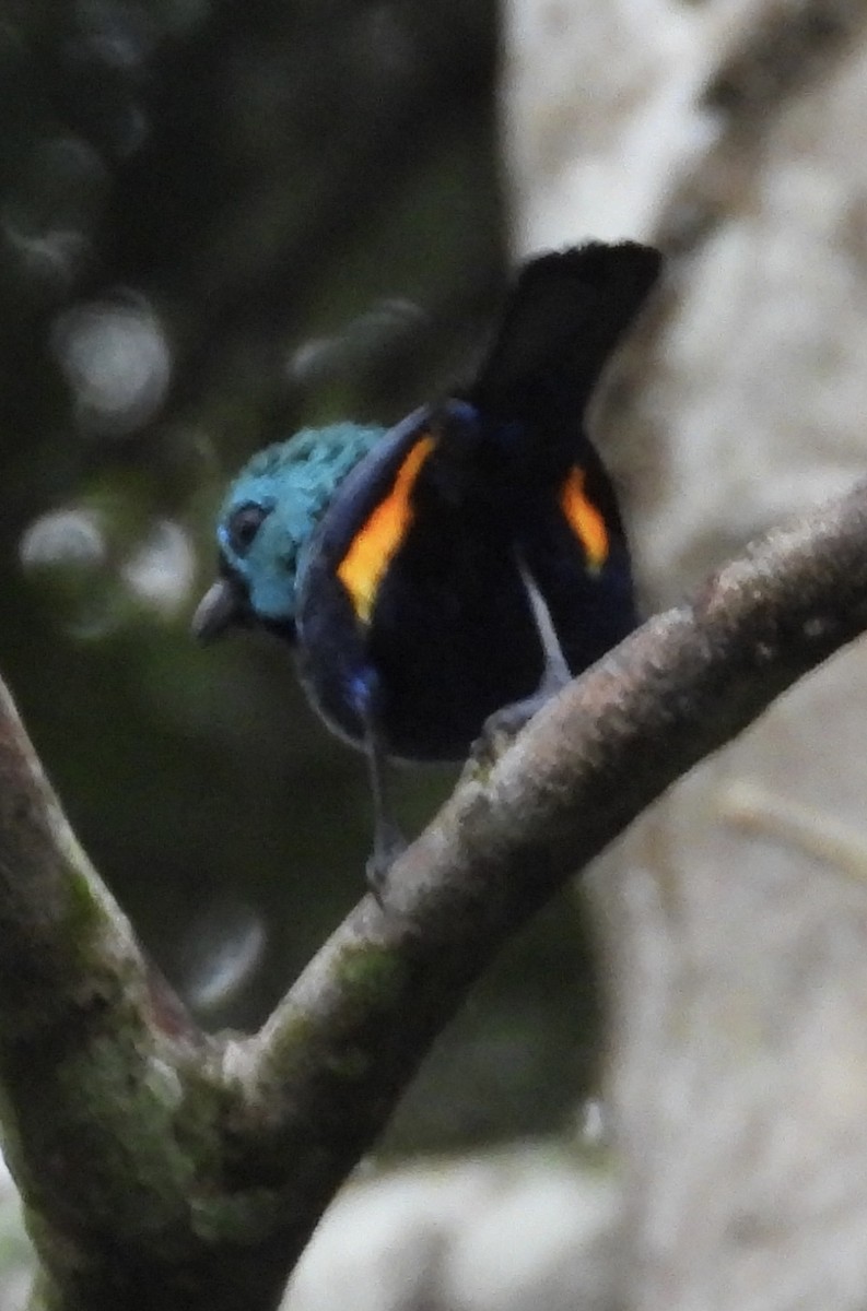 Seven-colored Tanager - ML617652803