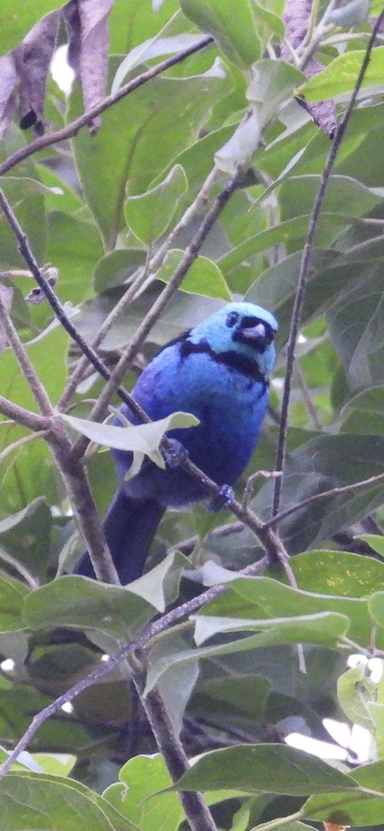 Seven-colored Tanager - Lawrence Datnoff