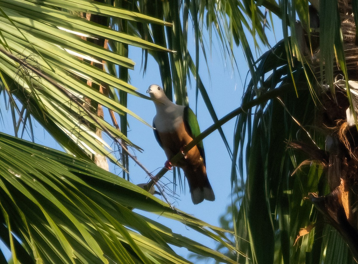 Cinnamon-bellied Imperial-Pigeon (Gray-naped) - ML617652809