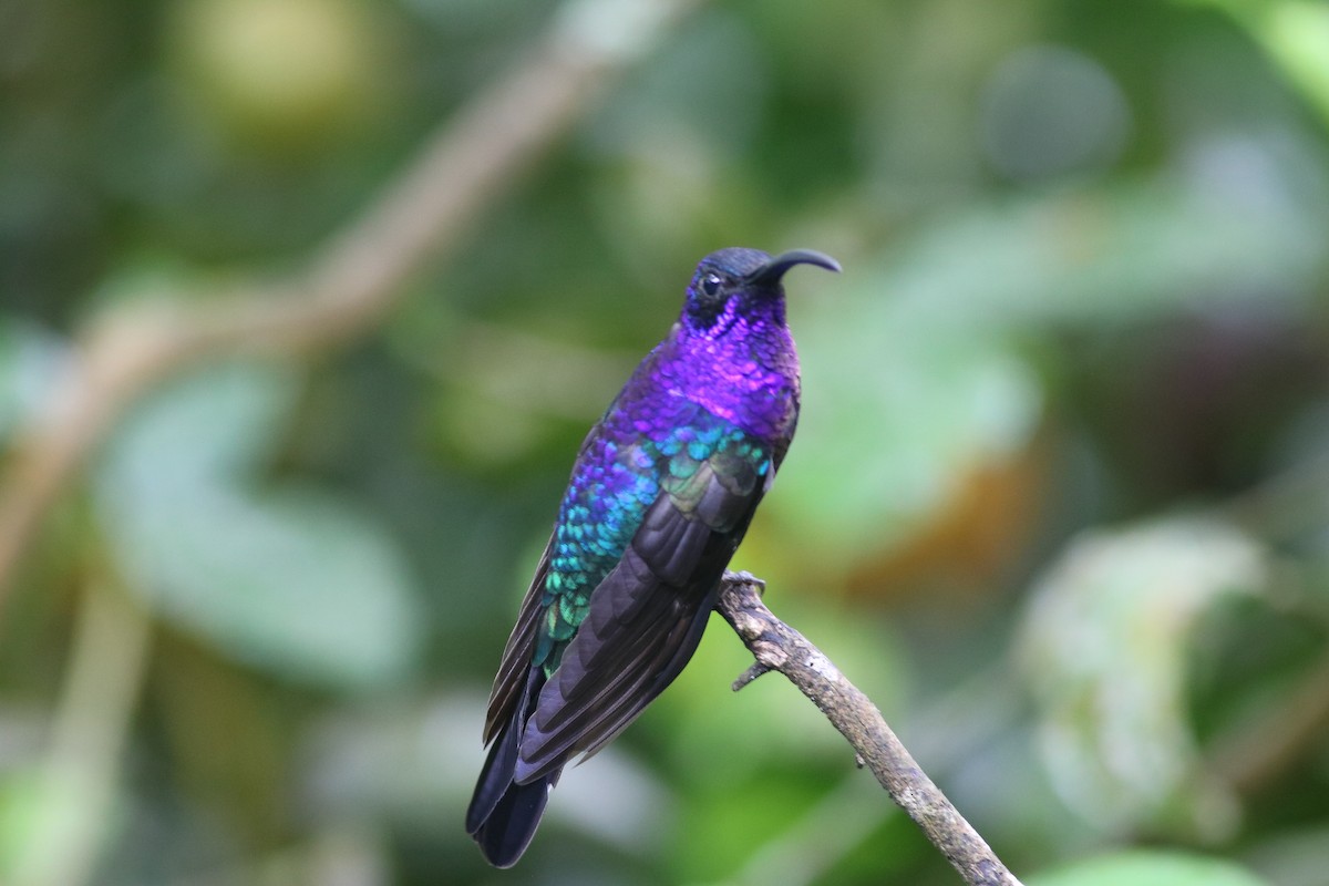kolibřík fialkový - ML617652883