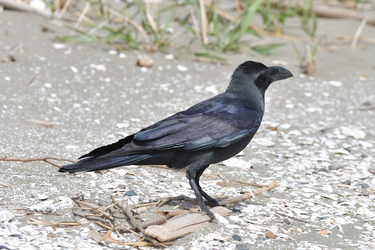 Large-billed Crow (Large-billed) - ML617652937