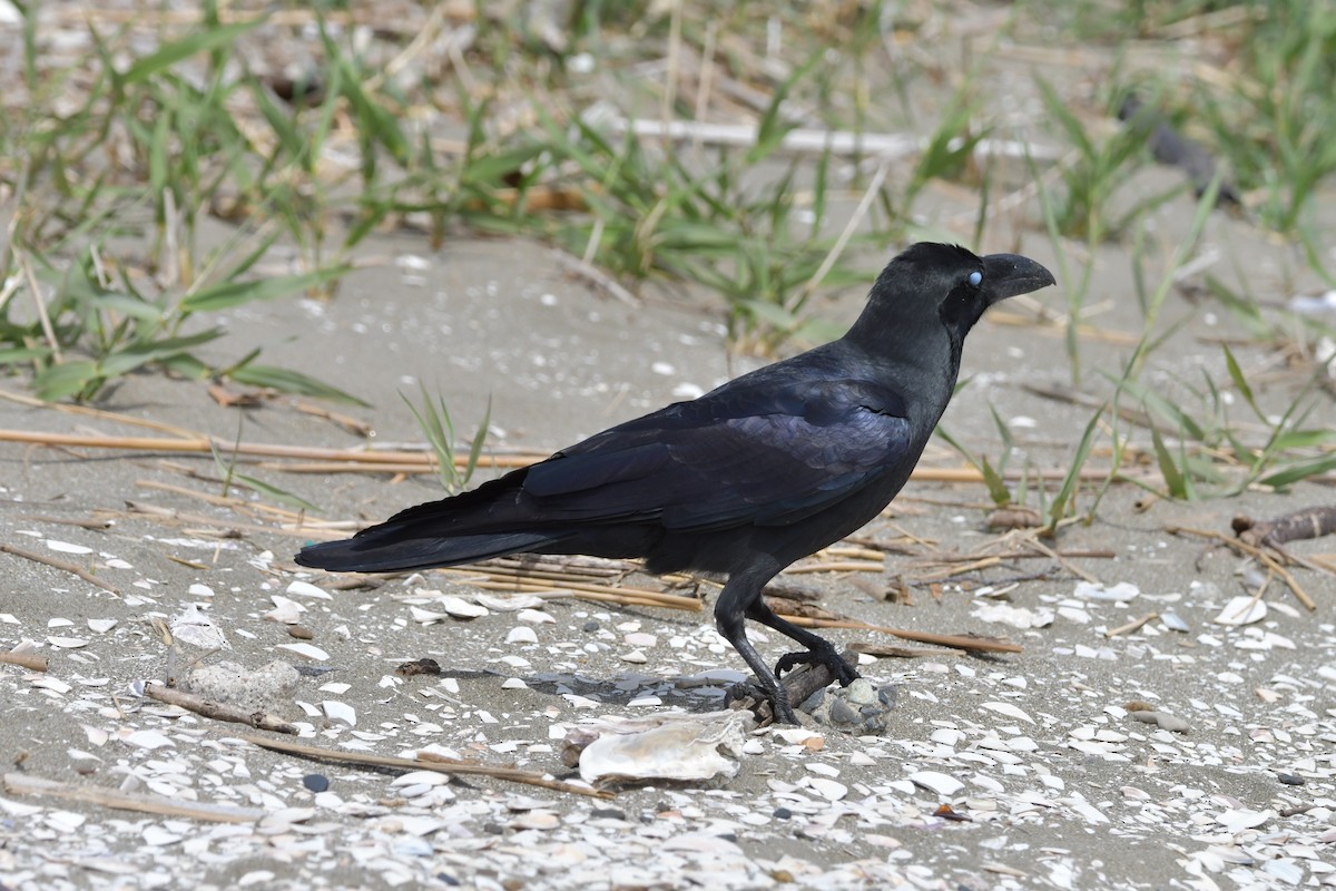 Large-billed Crow (Large-billed) - ML617652938