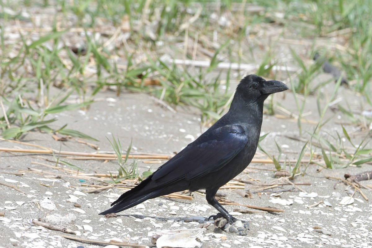 Large-billed Crow (Large-billed) - ML617652939