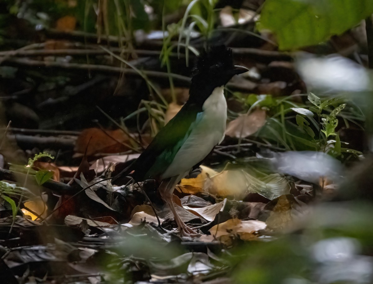 Ivory-breasted Pitta - Mitch Rose