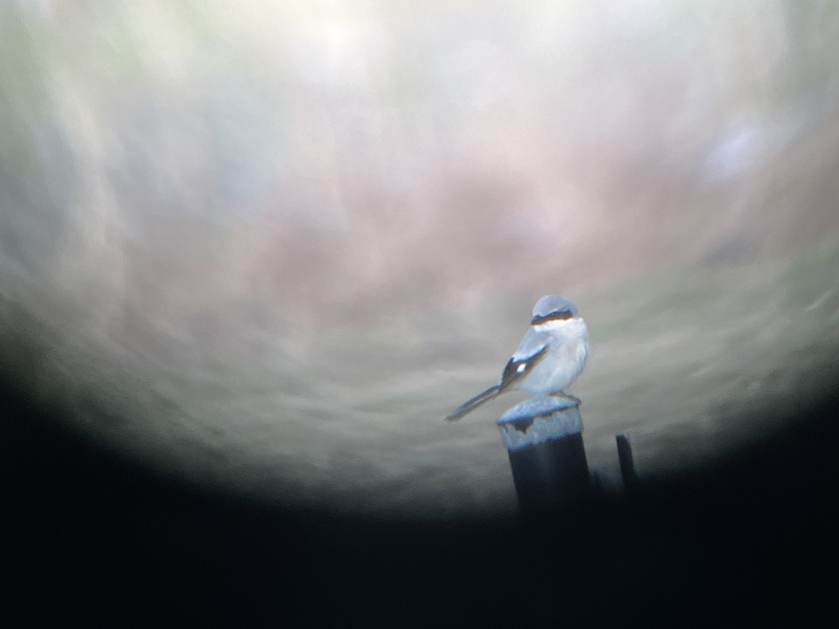 Loggerhead Shrike - David Pryor