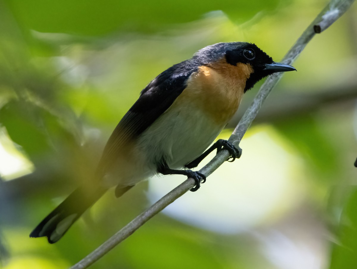 Spectacled Monarch (Halmahera) - ML617652975