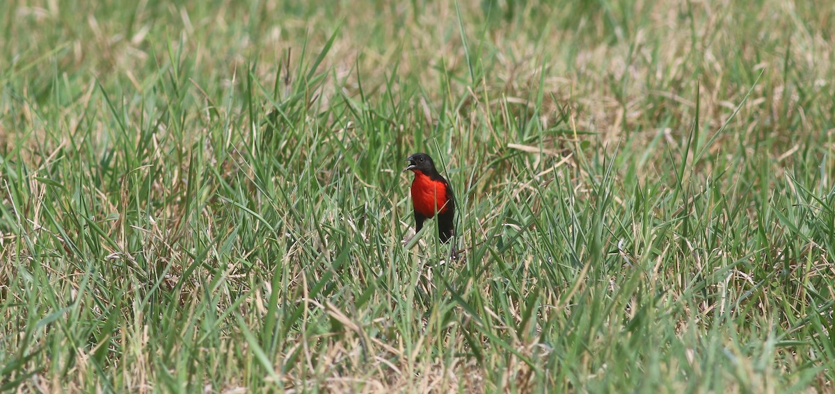 Red-breasted Meadowlark - ML617653021