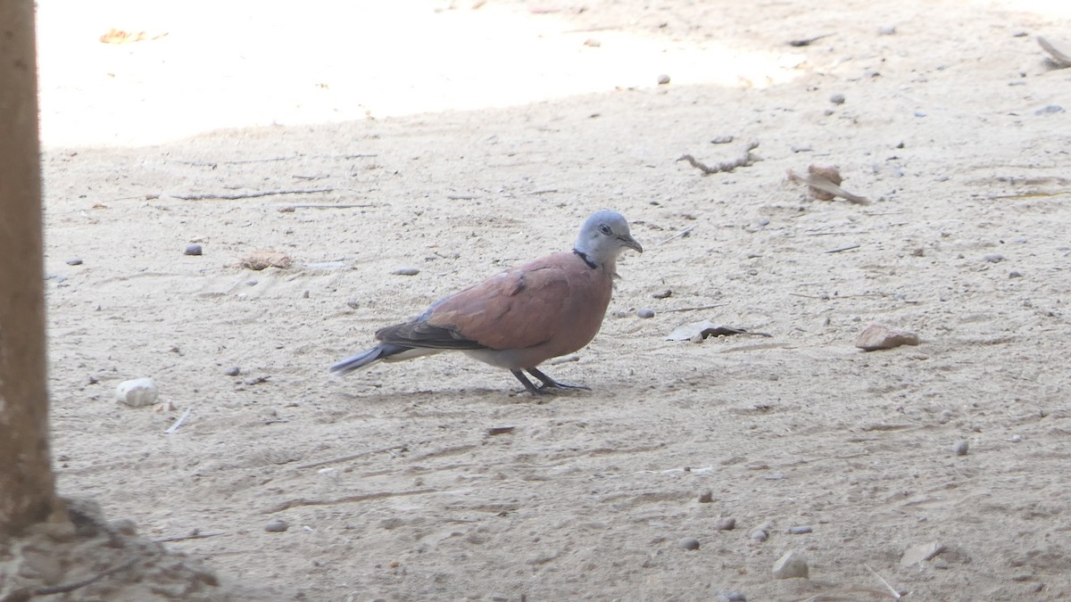 Red Collared-Dove - ML617653039