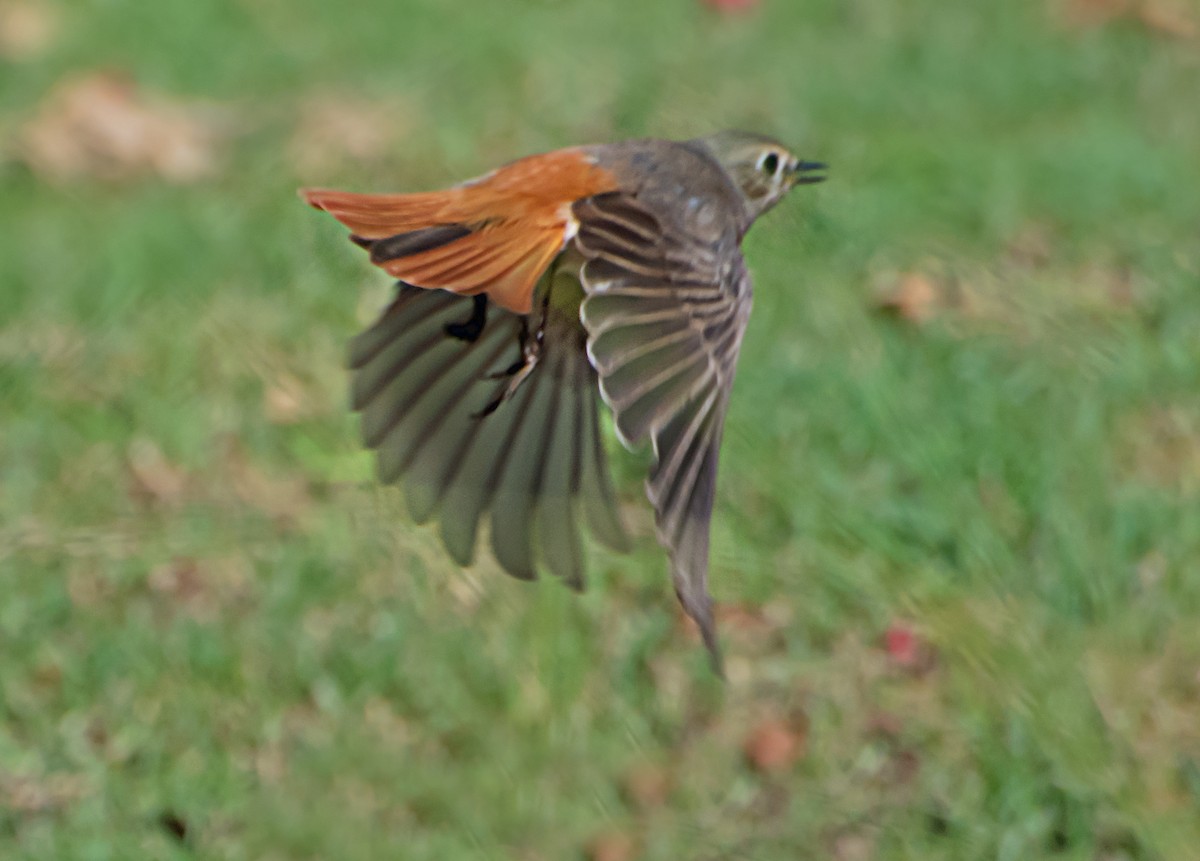 Common Redstart (Common) - chandana roy