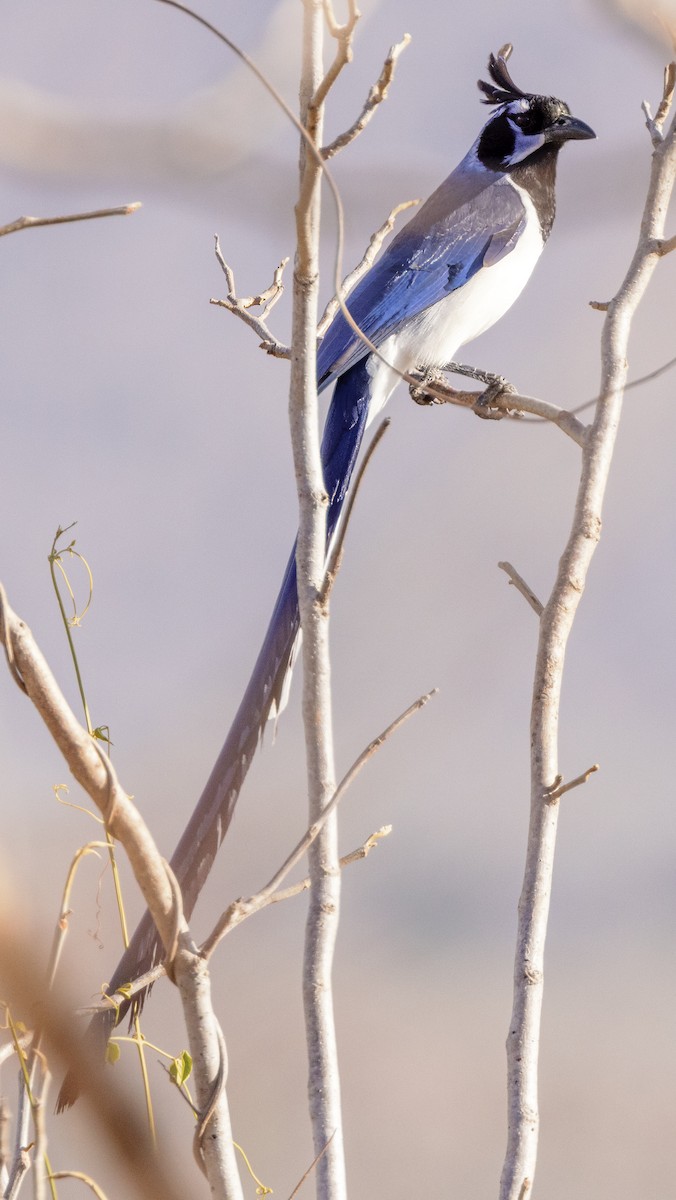 Black-throated Magpie-Jay - ML617653066