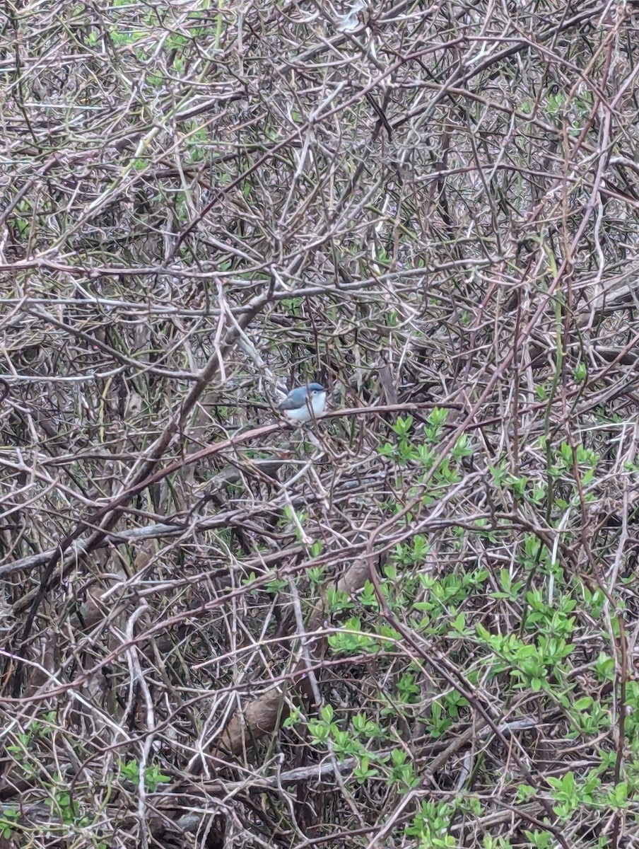 leskot modrošedý (ssp. caerulea) - ML617653096