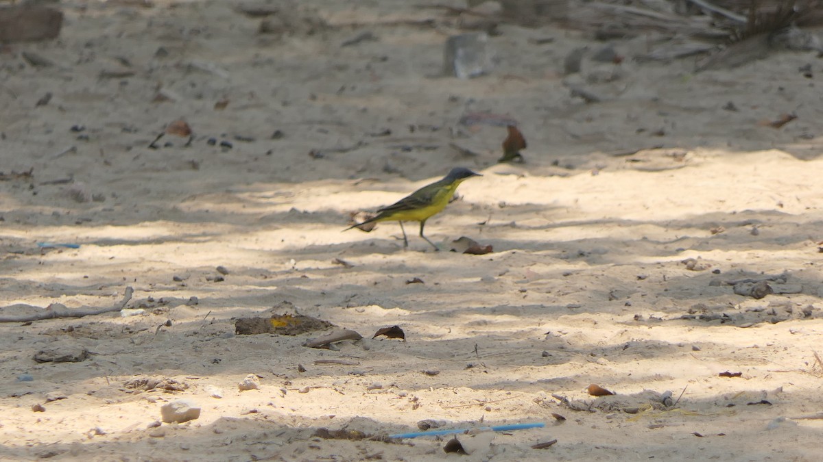 Eastern Yellow Wagtail - Bijoy Venugopal