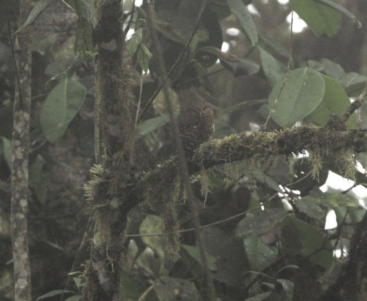 Andean Pygmy-Owl - ML617653170