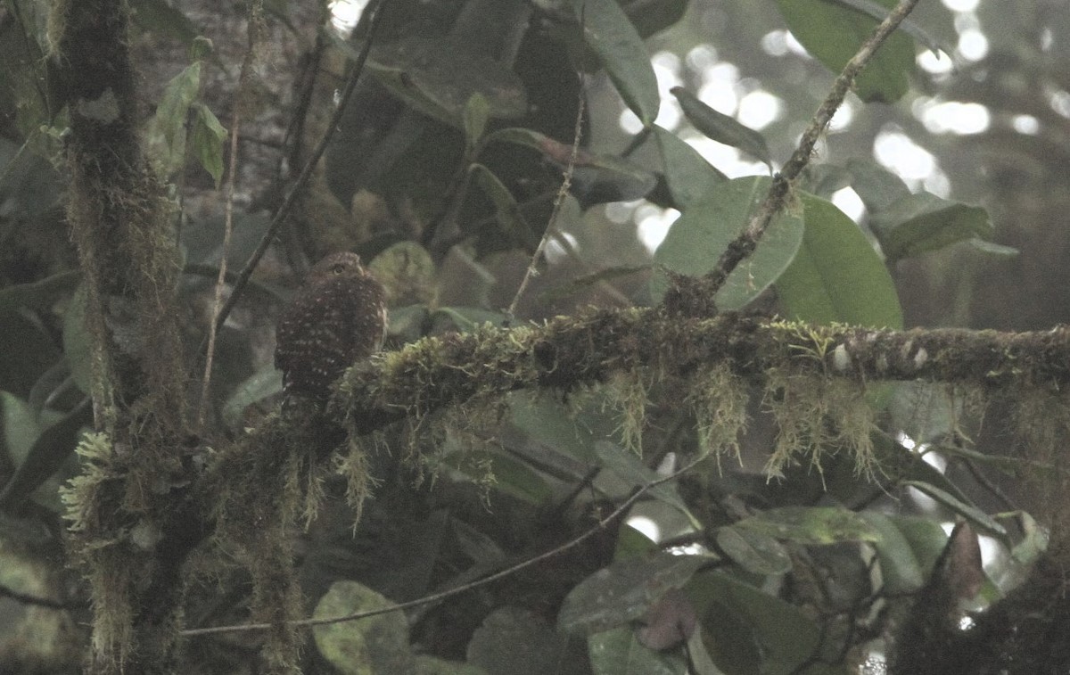 Andean Pygmy-Owl - ML617653175