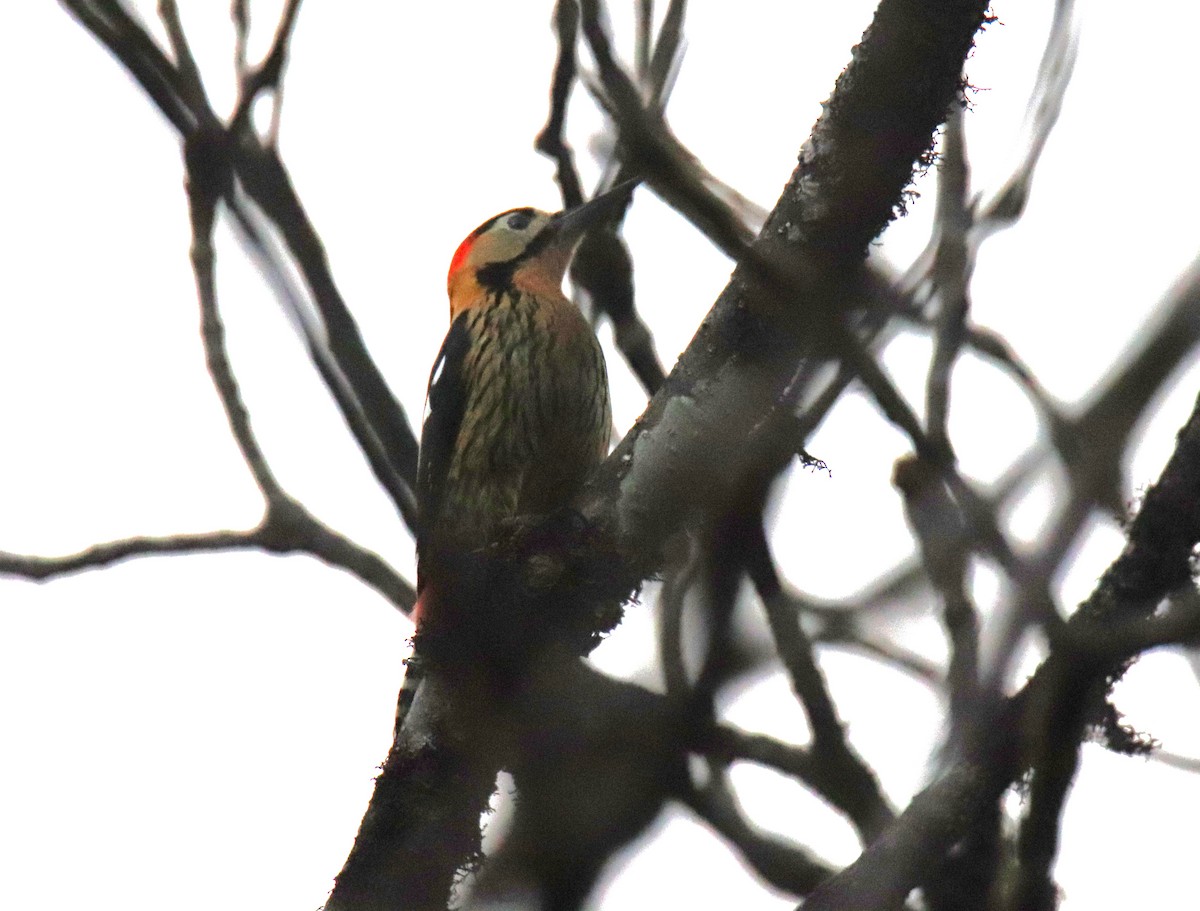 Darjeeling Woodpecker - ML617653331