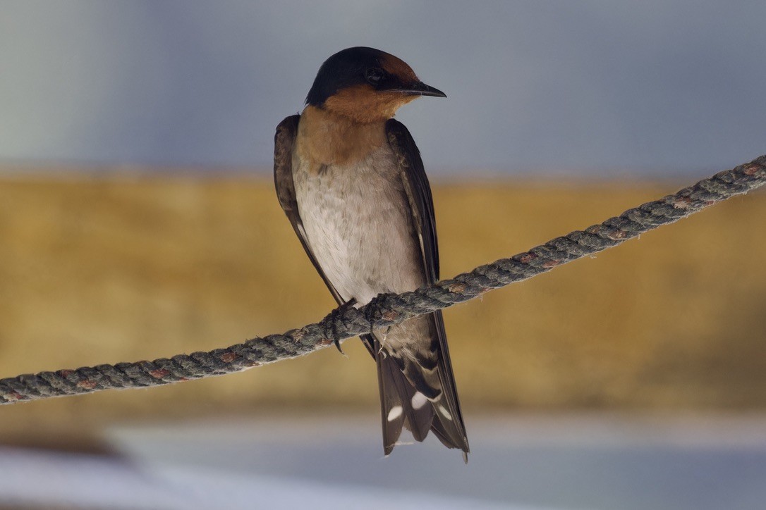 Pacific Swallow - ML617653361