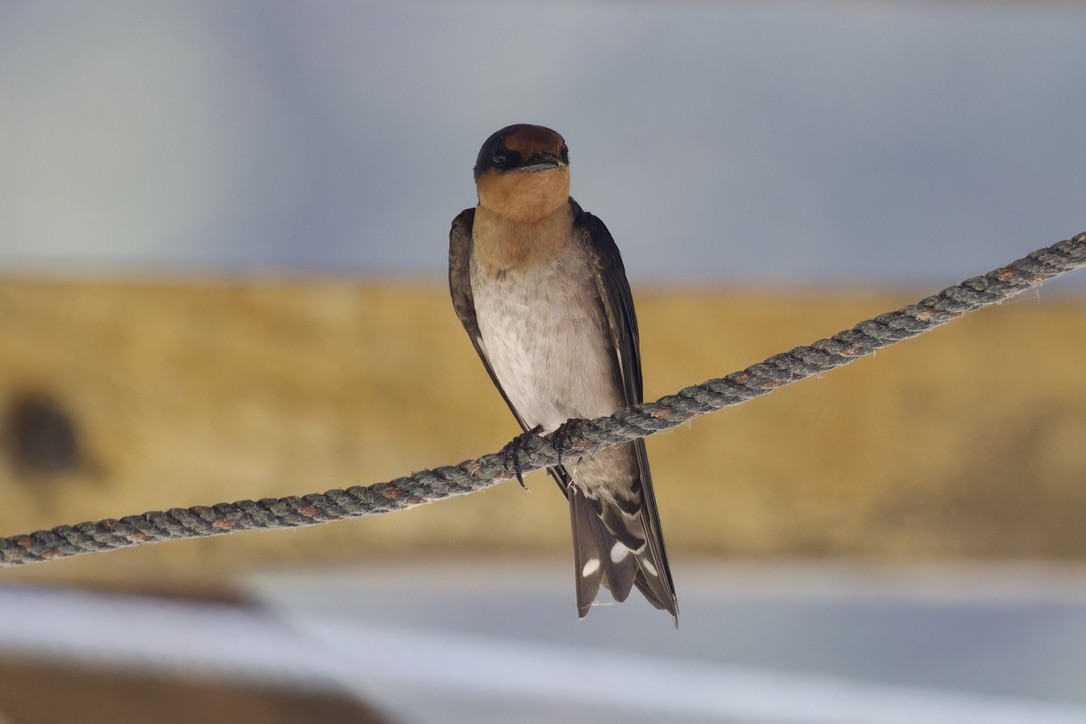 Pacific Swallow - Ted Burkett