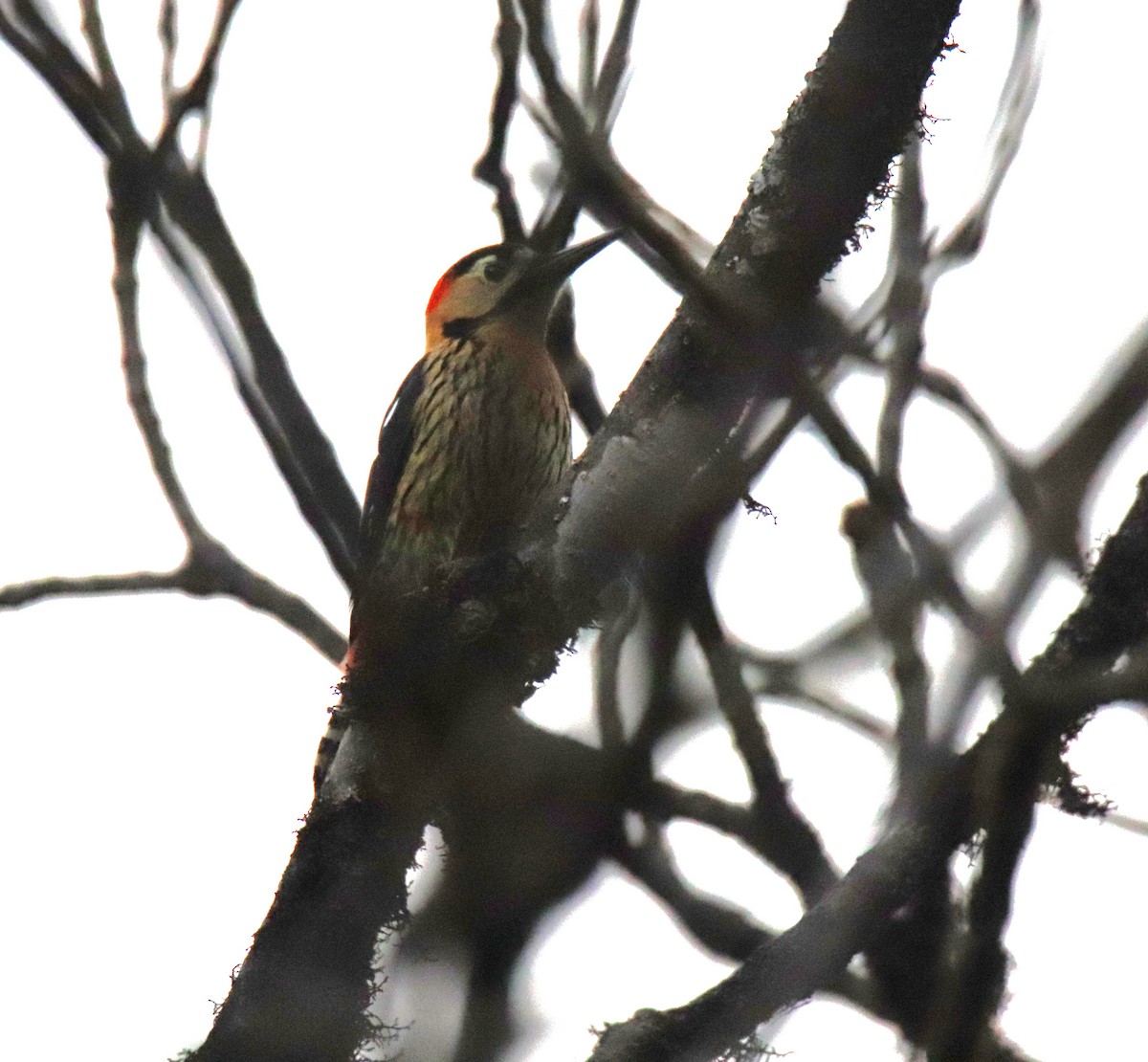 Darjeeling Woodpecker - ML617653375