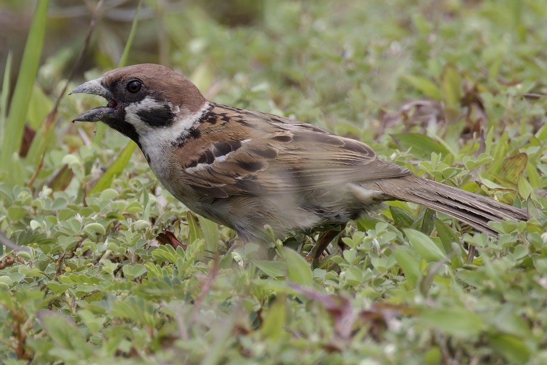 Eurasian Tree Sparrow - ML617653390