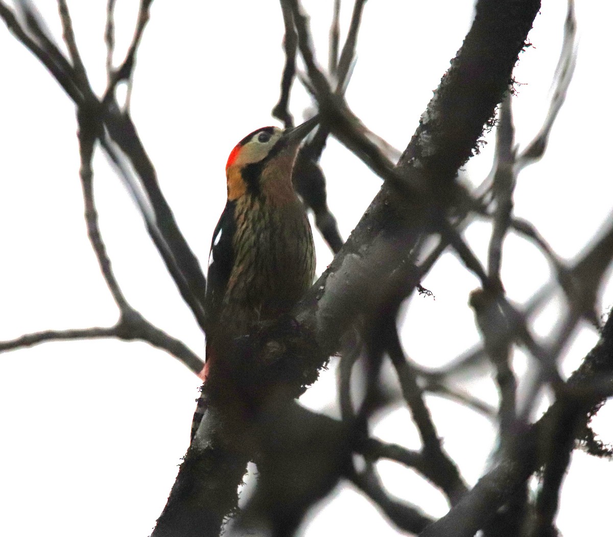 Darjeeling Woodpecker - ML617653394