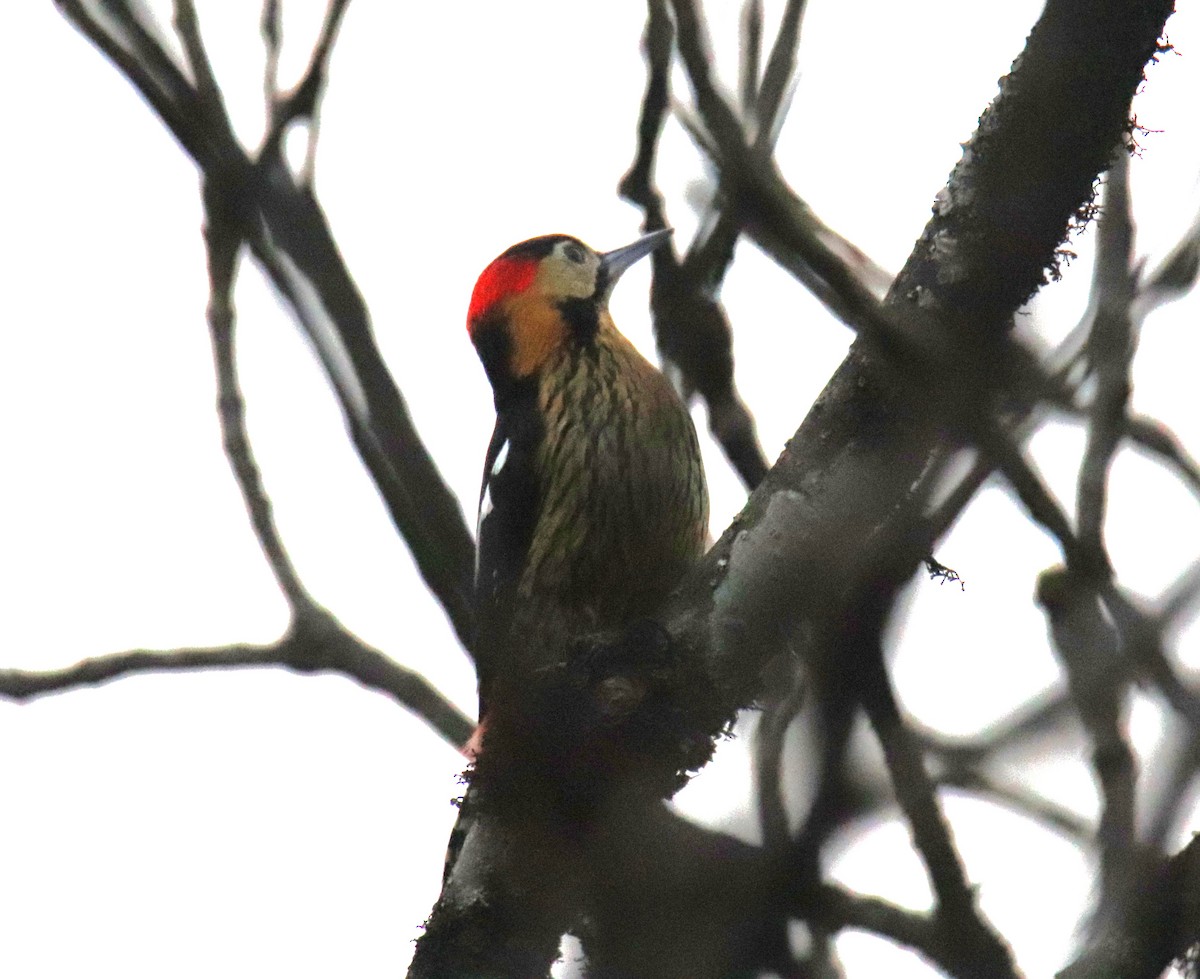 Darjeeling Woodpecker - ML617653412
