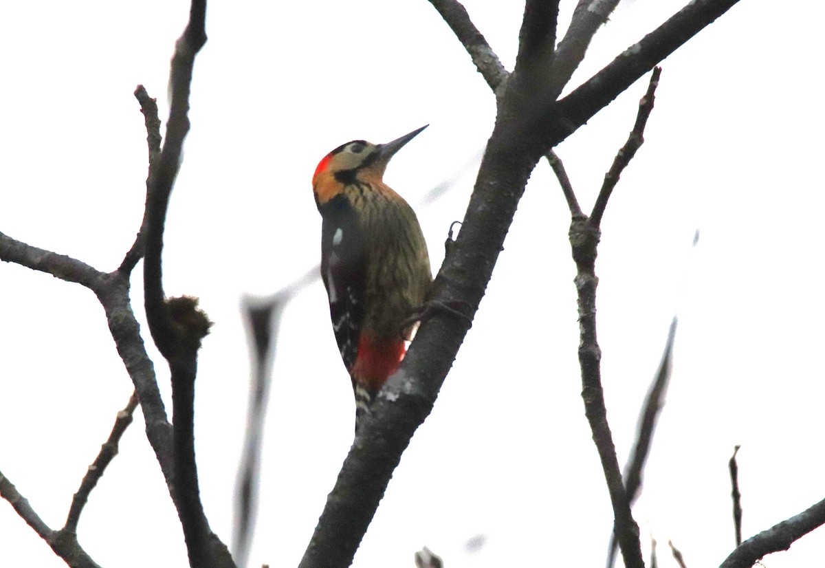 Darjeeling Woodpecker - ML617653437