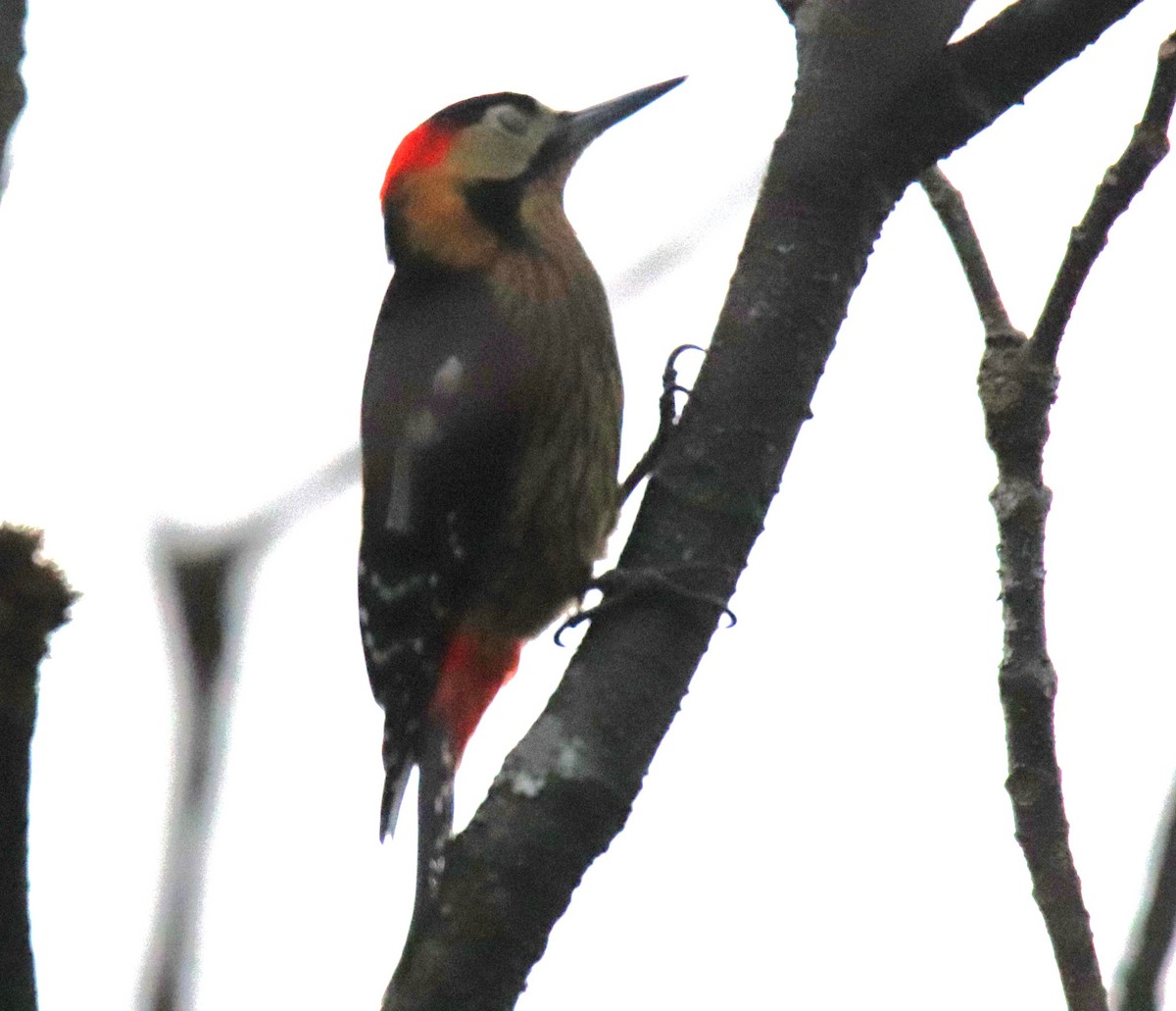 Darjeeling Woodpecker - ML617653470