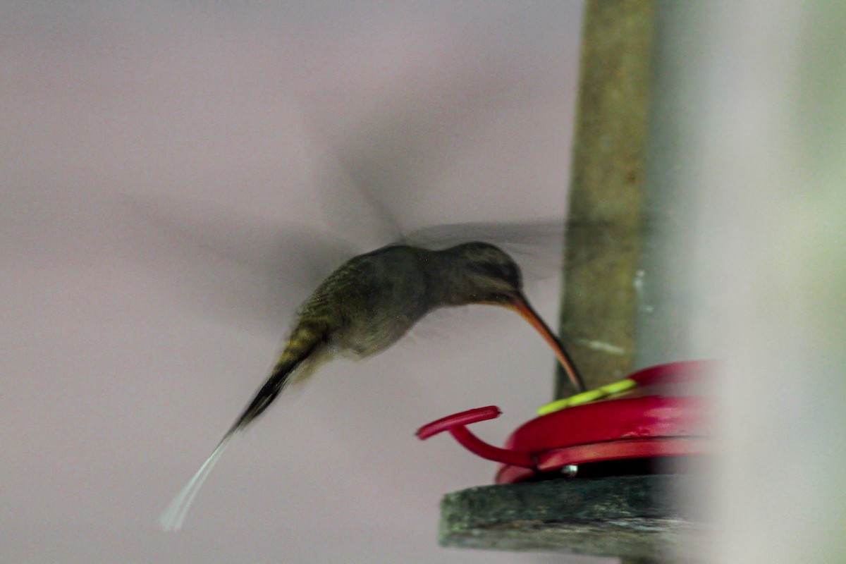 kolibřík tmavotemenný - ML617653530