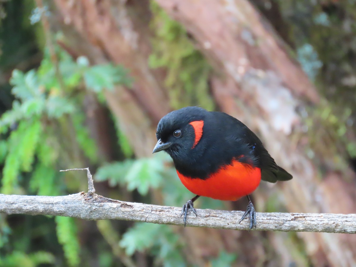 Scarlet-bellied Mountain Tanager - ML617653574