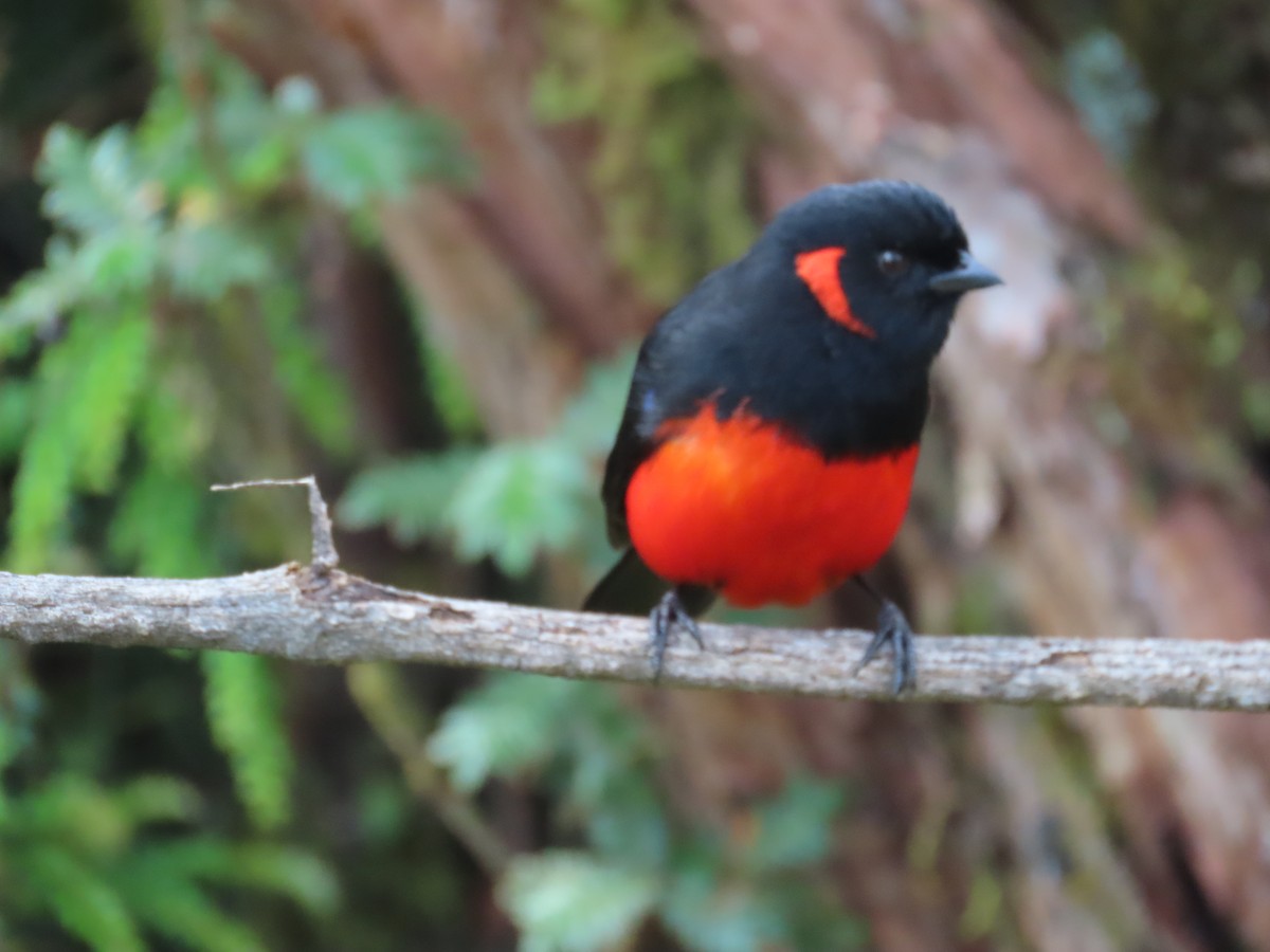 Scarlet-bellied Mountain Tanager - ML617653575