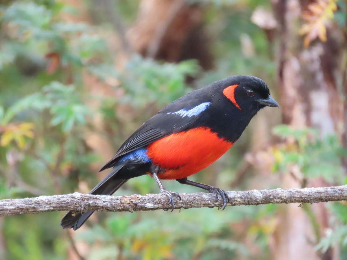 Scarlet-bellied Mountain Tanager - Mark Cassidy