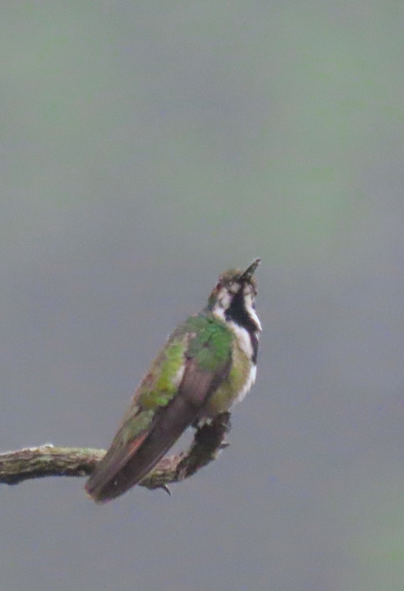 kolibřík černouchý - ML617653688