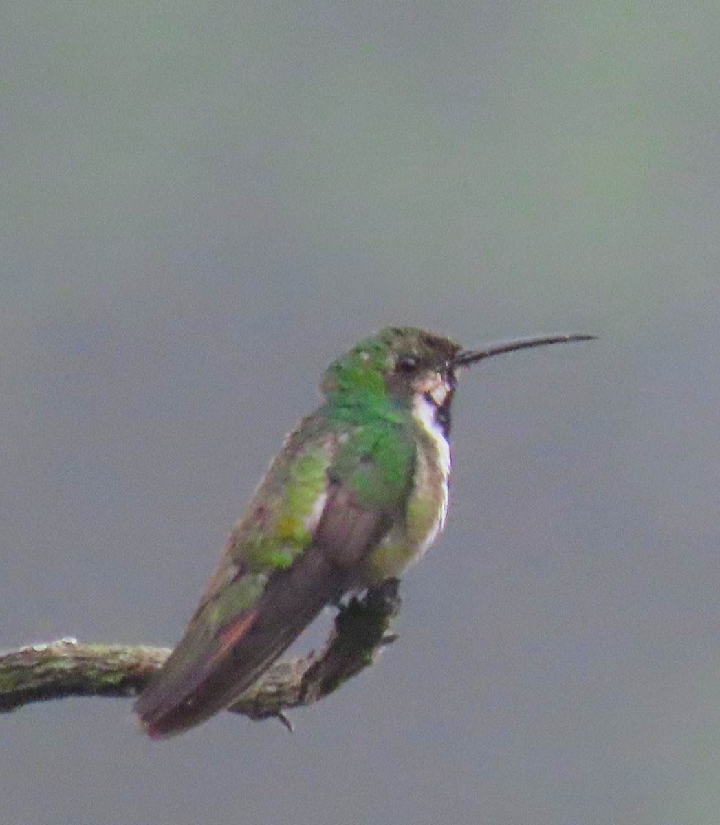 kolibřík černouchý - ML617653689