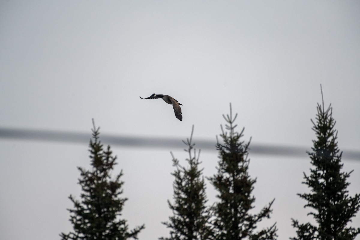 Canada Goose - Richard Littauer