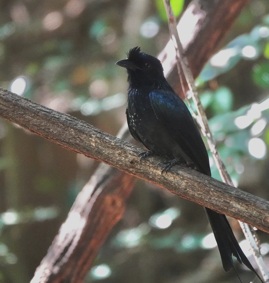 Greater Racket-tailed Drongo - ML617653788