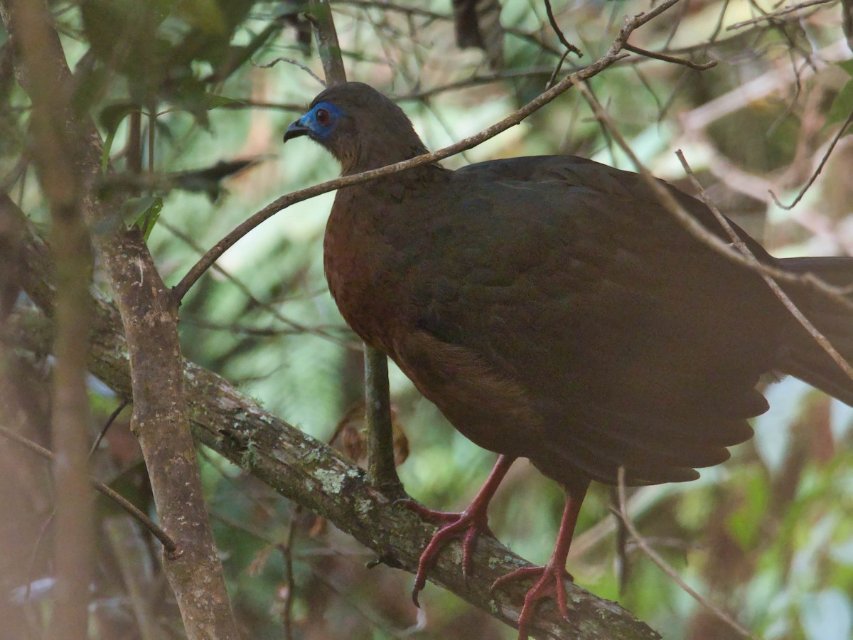 Sickle-winged Guan - ML617653801